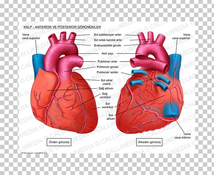 Human Heart Anatomy Circulatory System Coronal Plane PNG, Clipart, Anatomy, Anterior Cardiac Veins, Boxing Glove, Cardiology, Cardiovascular Disease Free PNG Download