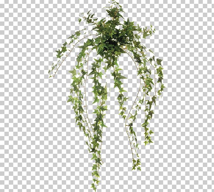 Leaf Common Ivy Plant Vine Twig PNG, Clipart,  Free PNG Download