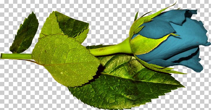 Flower Garden Roses PNG, Clipart, Blue Rose, Chrysanthemum, Cicek Resimleri, Dogadan, Encapsulated Postscript Free PNG Download