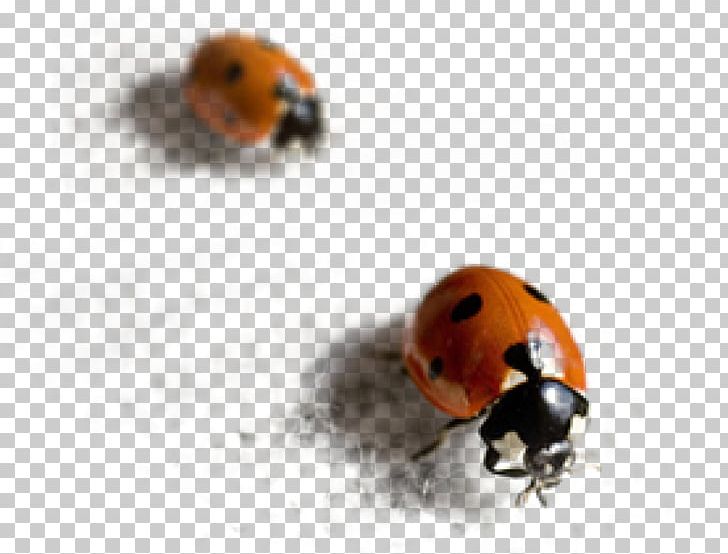 Ladybird Beetle Ground Beetle Lyctinae Pest PNG, Clipart, Animals, Arthropod, Beetle, Bug, Furniture Free PNG Download