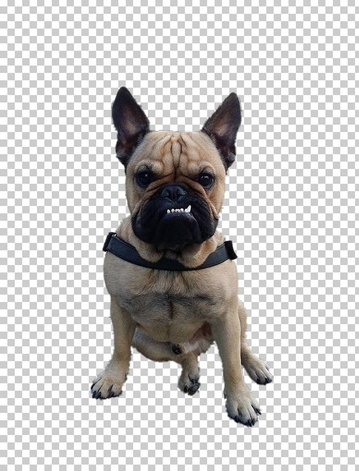 Toy Bulldog Pug Dog Breed Companion Dog PNG, Clipart, Breed, Bulldog, Carnivoran, Collar, Companion Dog Free PNG Download