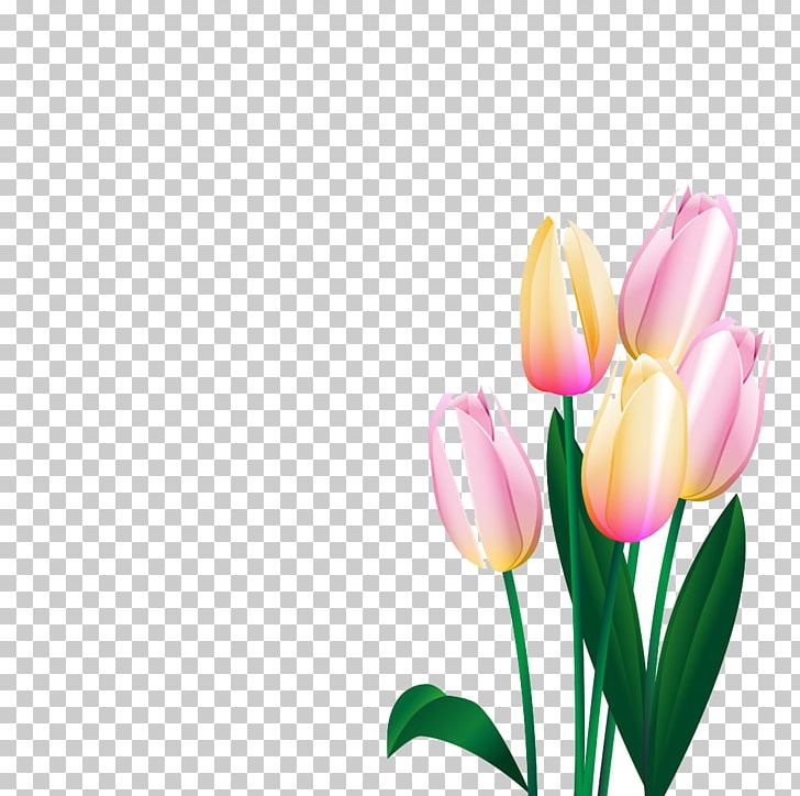 Tulip Flower PNG, Clipart, All Around The World, Around The World, Computer Wallpaper, Cut Flowers, Download Free PNG Download