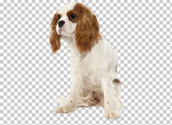 Cavalier King Charles Spaniel Smooth Collie Pembroke Welsh Corgi PNG, Clipart, Animals, Carnivoran, Cavapoo, Collie, Companion Dog Free PNG Download