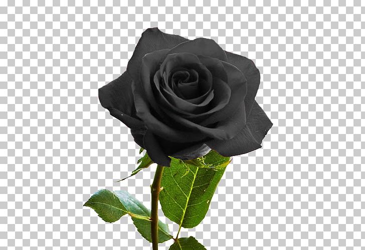Rose Flower PNG, Clipart, Clip Art, Cut Flowers, Desktop Wallpaper, Floribunda, Flower Free PNG Download