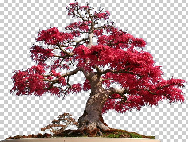 Schotia Brachypetala Coltivare Bonsai Tree Schotia Afra PNG, Clipart, Bonsai, Bonsai Tree, Cheesewood, Coltivare Bonsai, Dichrostachys Cinerea Free PNG Download