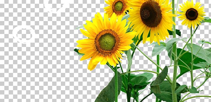 Common Sunflower Icon PNG, Clipart, Biology, Butter, Coconut Oil, Common Sunflower, Cut Flowers Free PNG Download