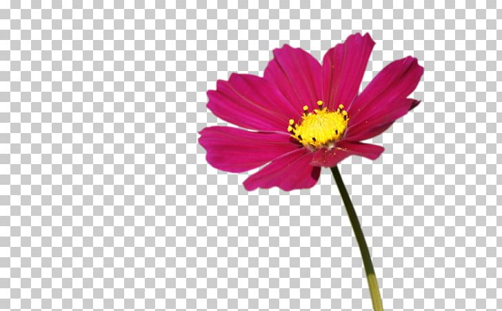 Cut Flowers Plant Daisy Family Transvaal Daisy PNG, Clipart, Annual Plant, Border Frames, Chrysanthemum, Chrysanths, Common Daisy Free PNG Download
