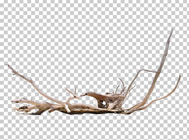 Driftwood Photography Computer Icons PNG, Clipart, Antler, Beach, Branch, Computer Icons, Deer Free PNG Download