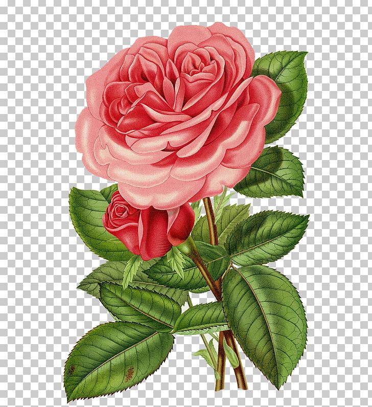 Victorian Era Flower Cabbage Rose Garden Roses PNG, Clipart, Art, China Rose, Cut Flowers, Floral Design, Floribunda Free PNG Download