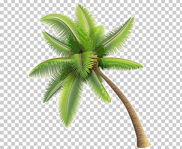 Arecaceae Tree PNG, Clipart, Arecaceae, Arecales, Background, Clip Art, Coconut Free PNG Download