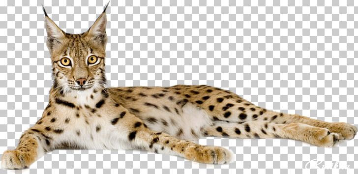 Eurasian Lynx Cheetah Felidae Bengal Cat Wildcat PNG, Clipart, African Leopard, Animal, Animals, Bengal Cat, Bobcat Free PNG Download