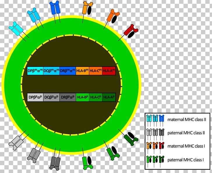 Human Leukocyte Antigen Major Histocompatibility Complex MHC Class II Gene Expression PNG, Clipart, Allele, Antigen, Antigenpresenting Cell, Area, Brand Free PNG Download