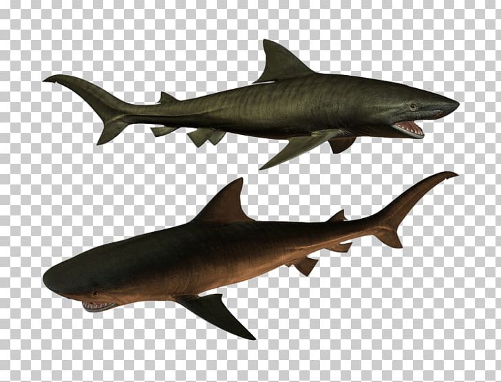 Requiem Shark Squaliformes Icon PNG, Clipart, Animal, Animals, Brown, Cartilaginous Fish, Cartoon Shark Free PNG Download