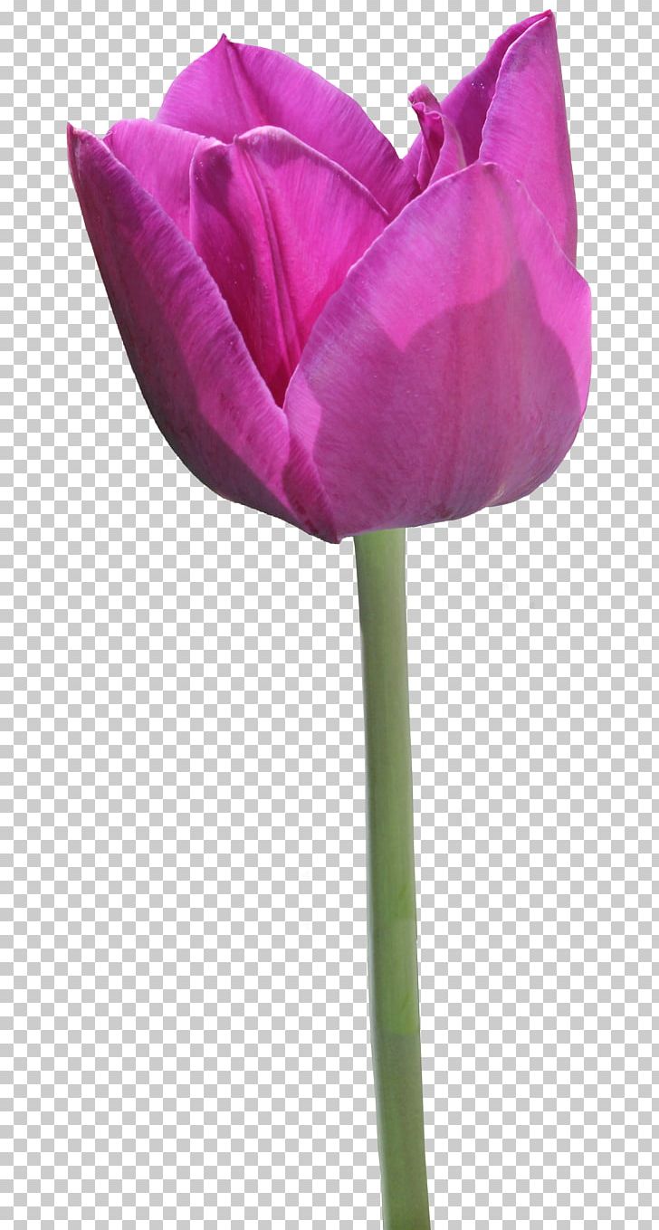 Tulip Garden Roses PNG, Clipart, Bud, Cut Flowers, Flower, Flowering Plant, Garden Roses Free PNG Download