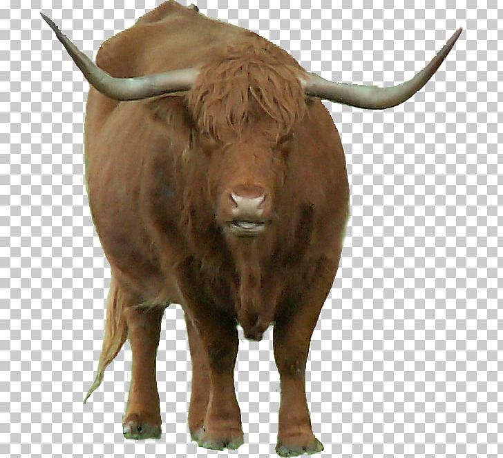 Bull Cattle Bison Ox Horn PNG, Clipart, Animal, Animals, Bison, Bull, Cattle Free PNG Download