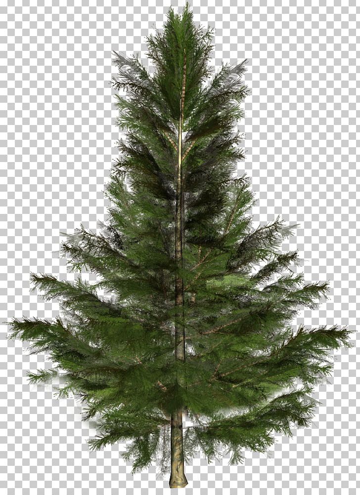 Spruce Fir Pine Christmas Tree PNG, Clipart, Christmas, Christmas Decoration, Christmas Ornament, Conifer, Conifers Free PNG Download