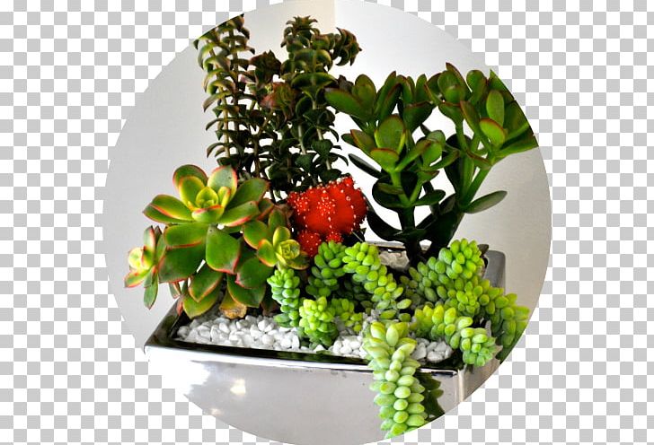 Succulent Plant Houseplant San Diego Cactus And Succulent Society Babybella Succulents Restaurant PNG, Clipart, Art, Babybella Succulents, Encinitas, Encinitas Custom Jewelers, Flower Free PNG Download