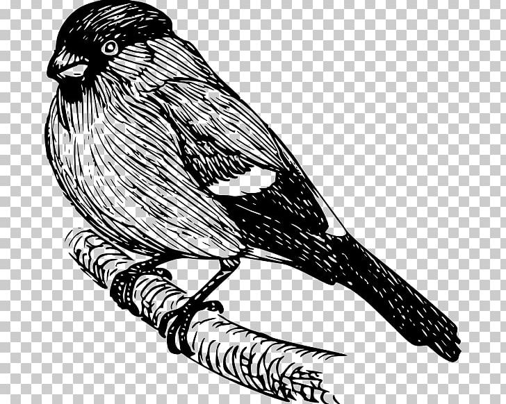 Bird Drawing Bullfinch PNG, Clipart, Animals, Art, Beak, Bird, Bird Of Prey Free PNG Download