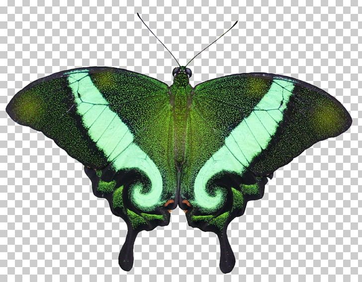 Butterfly Eastern Tiger Swallowtail Graphium Agamemnon Insect Papilio Palinurus PNG, Clipart, Arthropod, Blue Butterfly, Bombycidae, Brush Footed Butterfly, Butterflies And Moths Free PNG Download