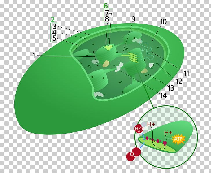 Plant Cell Chloroplast Photosynthesis PNG, Clipart, Biological Pigment, Biology, Cell, Chloroplast, Cytoplasm Free PNG Download