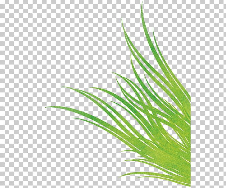 Sweet Grass Green Leaf Plant Stem PNG, Clipart, Aquarium, Aquarium Decor, Commodity, Grass, Grasses Free PNG Download