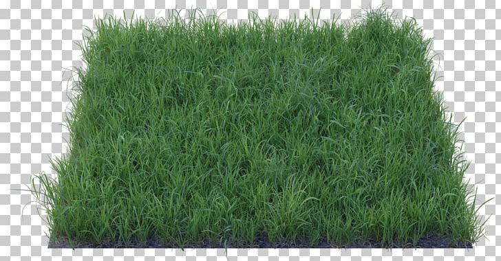 Wheatgrass Lawn Fodder PNG, Clipart, Barley Grass, Fodder, Grass, Grass Family, Lawn Free PNG Download