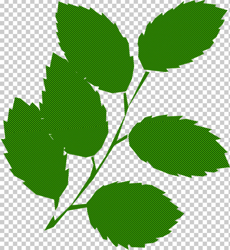 Leaf Plant Flower Swamp Birch Elm PNG, Clipart, Elm, Flower, Leaf, Plant, Swamp Birch Free PNG Download