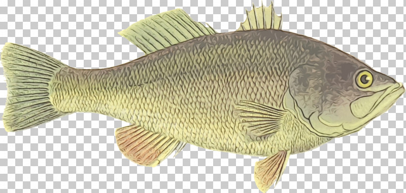 Rudd Perch Ray-finned Fishes Barramundi Fish PNG, Clipart, Animal Figurine, Barramundi, Biology, Fish, Meter Free PNG Download