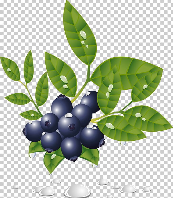 Encapsulated PostScript PNG, Clipart, Aristotelia Chilensis, Art, Berries, Berry, Bilberry Free PNG Download