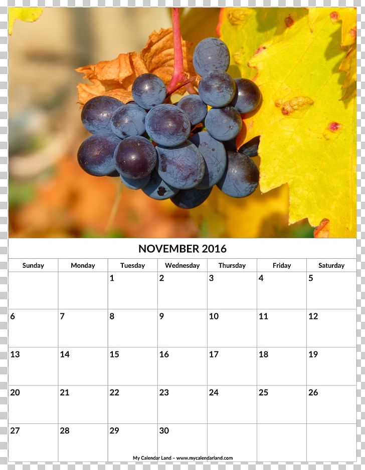 Common Grape Vine Wine Grape Seed Oil Fruit PNG, Clipart, Auglis, Calendar, Common Grape Vine, Flowering Plant, Food Free PNG Download