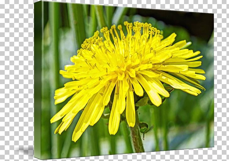 Dandelion Sow Thistles Flatweed Golden Samphire Flower PNG, Clipart, Annual Plant, Aster, Chrysanthemum, Chrysanths, Daisy Family Free PNG Download