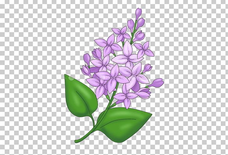 Drawing Caricature Lilac Lavender PNG, Clipart, Caricature, Common Lilac, Drawing, Flower, Flowering Plant Free PNG Download