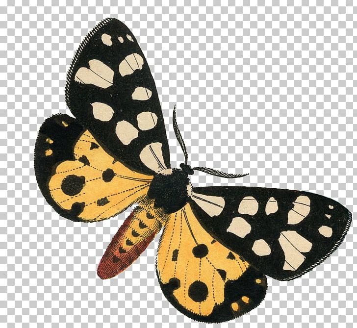 Monarch Butterfly Butterflies And Moths Pieridae PNG, Clipart, Arthropod, Article, Askartelu, Brush Footed Butterfly, Butterflies And Moths Free PNG Download