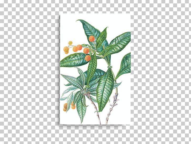 Plants From The Woods And Forests Of Chile Royal Botanic Garden Edinburgh Botany PNG, Clipart, Book, Botanical Illustration, Botany, Chile, Flora Free PNG Download