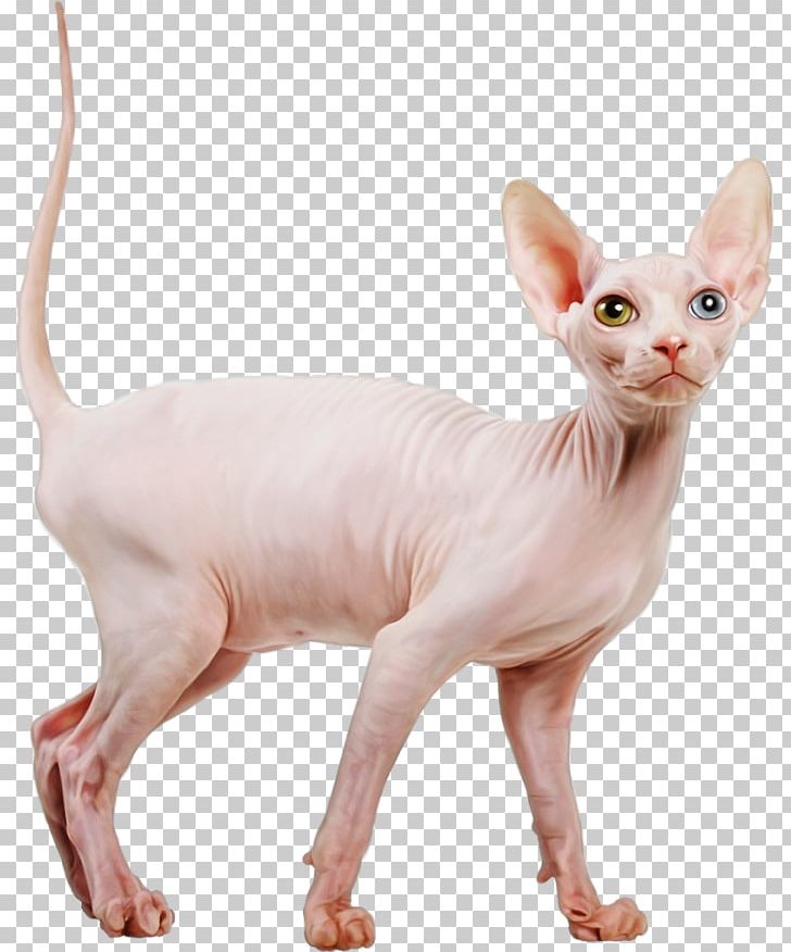 Sphynx Cat Peterbald Devon Rex Ukrainian Levkoy Kitten PNG, Clipart, Animal, Animals, Blog, Carnivoran, Cat Free PNG Download