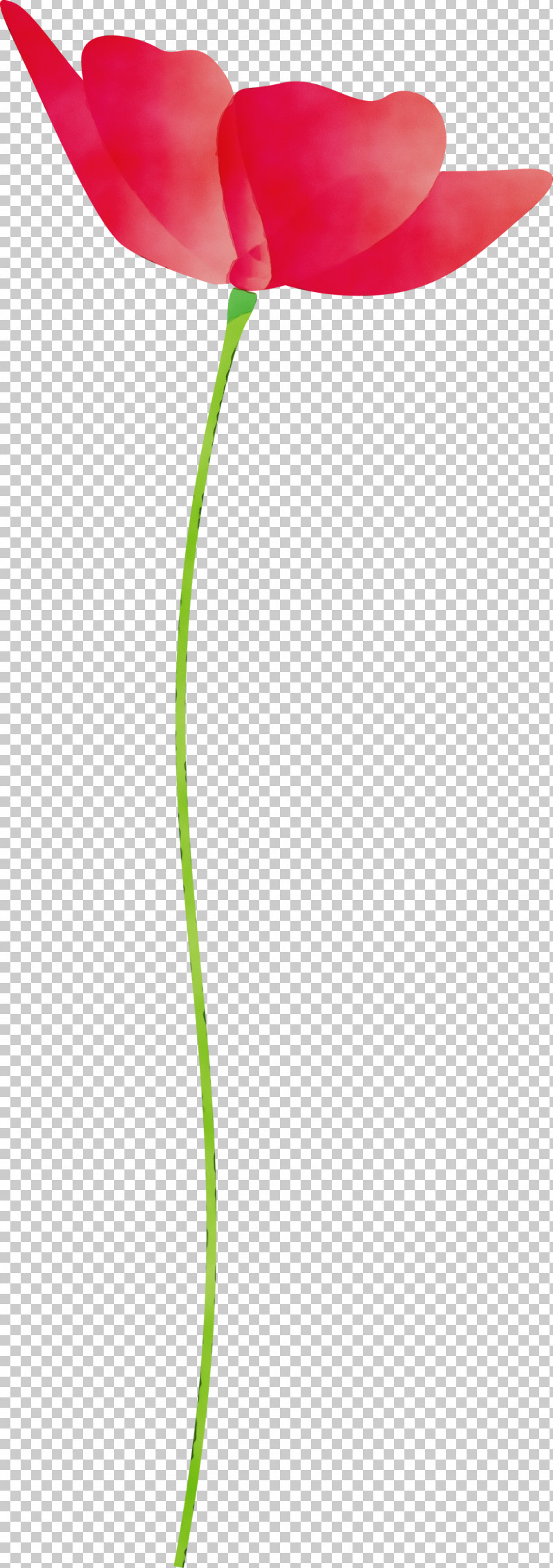 Green Leaf Grass Family Plant Grass PNG, Clipart, Flower, Grass, Grass Family, Green, Leaf Free PNG Download
