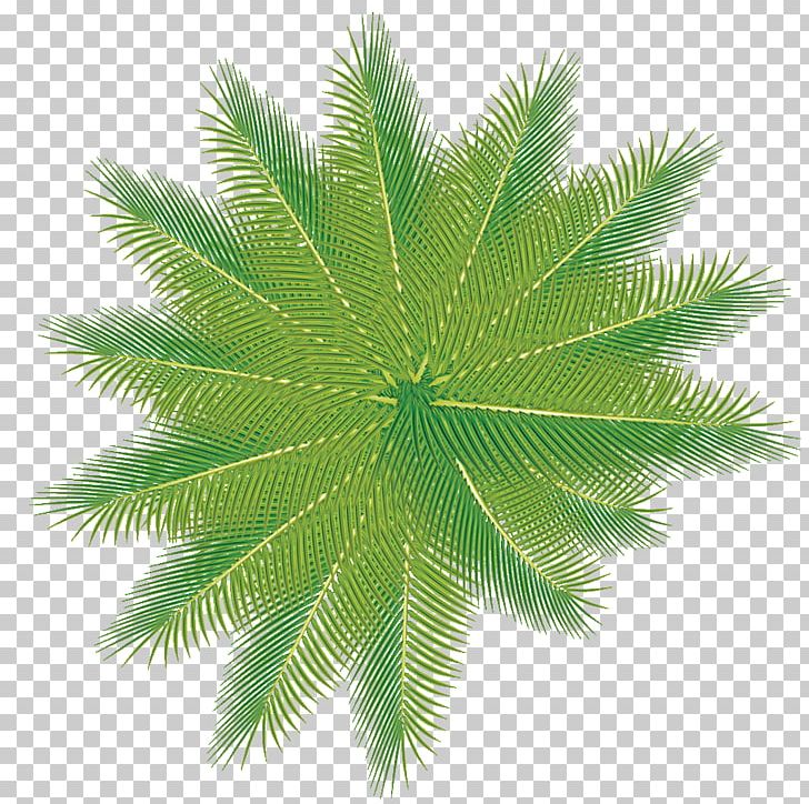Company PNG, Clipart, Arecales, Borassus Flabellifer, Business, Company, Date Palm Free PNG Download
