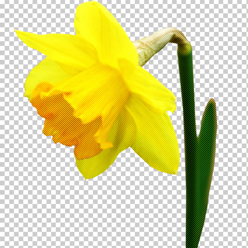 Flower Yellow Narcissus Petal Plant PNG, Clipart, Amaryllis Family, Flower, Narcissus, Pedicel, Petal Free PNG Download