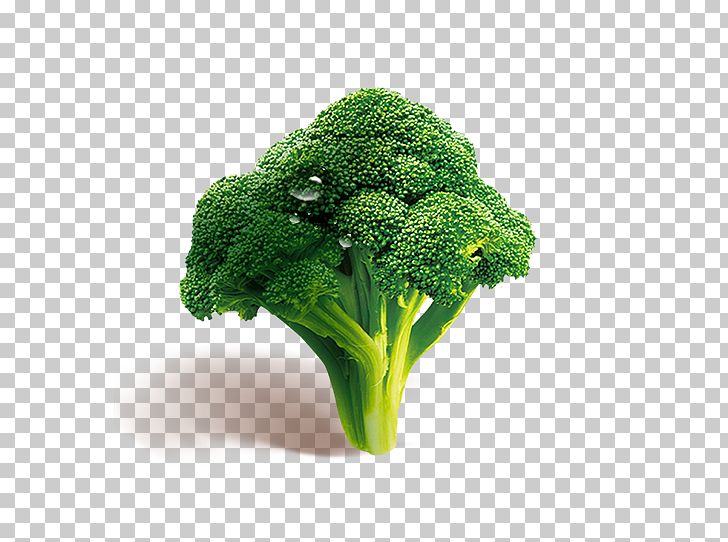 Broccoli Vegetable PNG, Clipart, Broccoli 0 0 3, Broccoli Art, Broccoli Sprout, Encapsulated Postscript, Food Free PNG Download