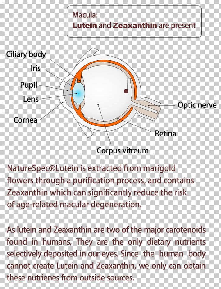 Lutein Zeaxanthin Health PNG, Clipart, Agerelated Eye Disease Study, Angle, Area, Circle, Diagram Free PNG Download