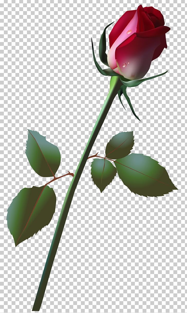 Rose Bud PNG, Clipart, Beautiful Rose, Branch, Bud, Clipart, Clip Art Free PNG Download