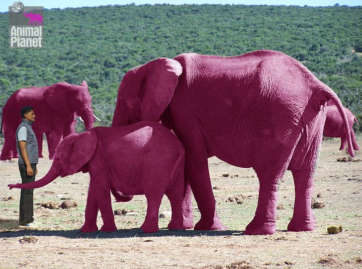 Seeing Pink Elephants Pink Elephants On Parade Elephantidae PNG, Clipart, Animals, Elephant, Elephantidae, Elephants, Elephants And Mammoths Free PNG Download