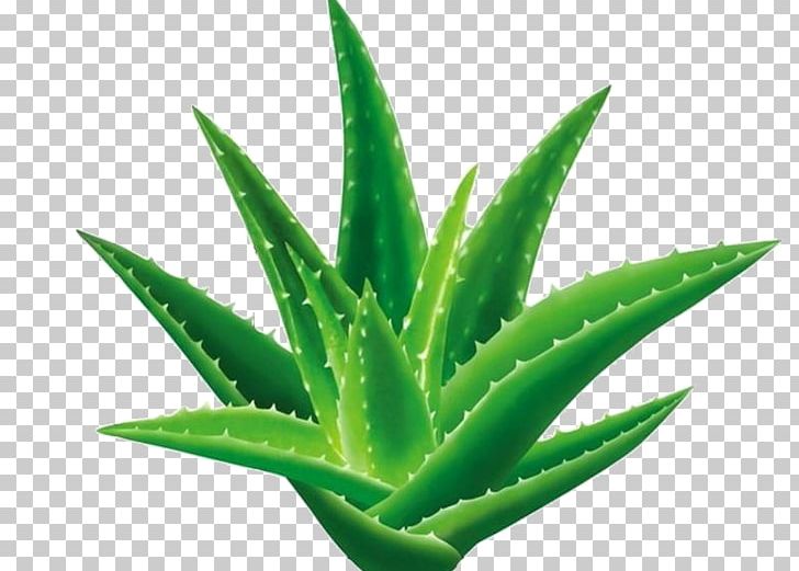 Aloe Vera Aloe Emodin Gel Plant Aloin PNG, Clipart, Aloe, Aloe Emodin, Aloe Vera, Aloin, Emodin Free PNG Download