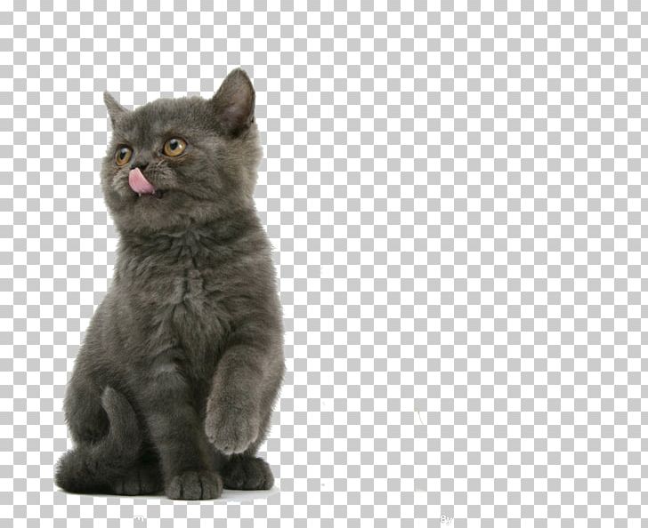 Cat PNG, Clipart, Angora Rabbit, Animal, Animals, Asian, Black Cat Free PNG Download