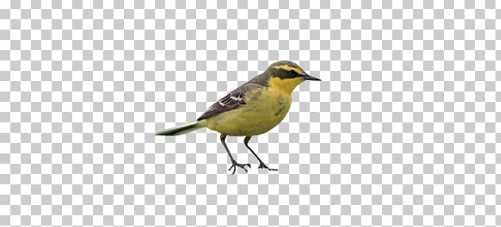 Finch Lark American Sparrows Beak Fauna PNG, Clipart, American Sparrows, Animals, Beak, Bird, Birds Free PNG Download