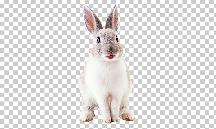 Hare French Lop Domestic Rabbit Netherland Dwarf Rabbit Easter Bunny PNG, Clipart, Angora Rabbit, Animals, Domestic Rabbit, Easter Bunny, Fauna Free PNG Download