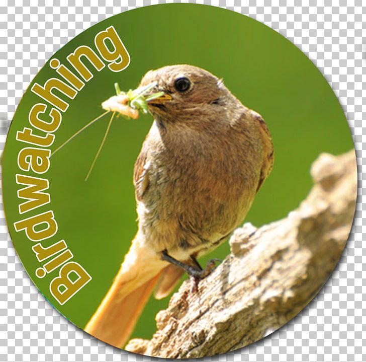 Ortolan Bunting Finches Wren Beak PNG, Clipart, Beak, Bird, Bird Watching, Bunting, Fauna Free PNG Download