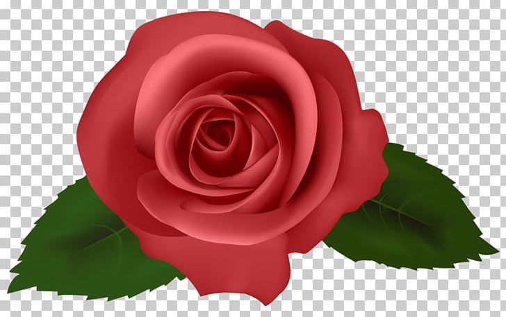 Rose Drawing PNG, Clipart, China Rose, Computer Icons, Cut Flowers, Desktop Wallpaper, Drawing Free PNG Download