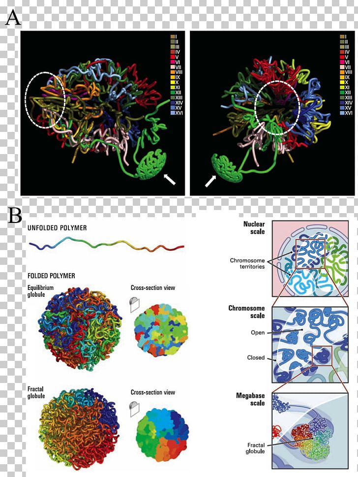 Fractal Globule Chromatin Chromosome Conformation Capture Genome PNG, Clipart, Cell Nucleus, Chromatin, Chromosome, Dna, Fig Free PNG Download