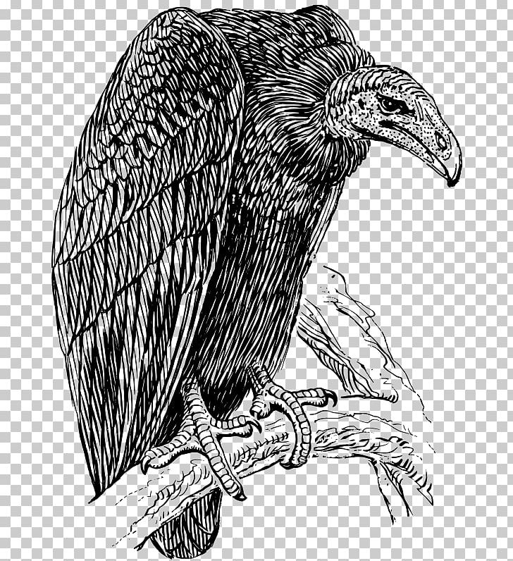Turkey Vulture Drawing PNG, Clipart, Accipitriformes, Art, Bald Eagle, Beak, Bird Free PNG Download
